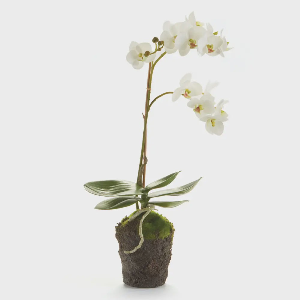 Phalaenopsis Orchid Drop-in 17"-White