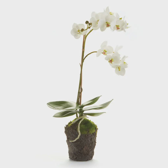 Phalaenopsis Orchid Drop-in 17", White