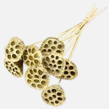 Citrine Home bundle of seven 20-inch dried lotus pods with a metallic gold finish on long stems.