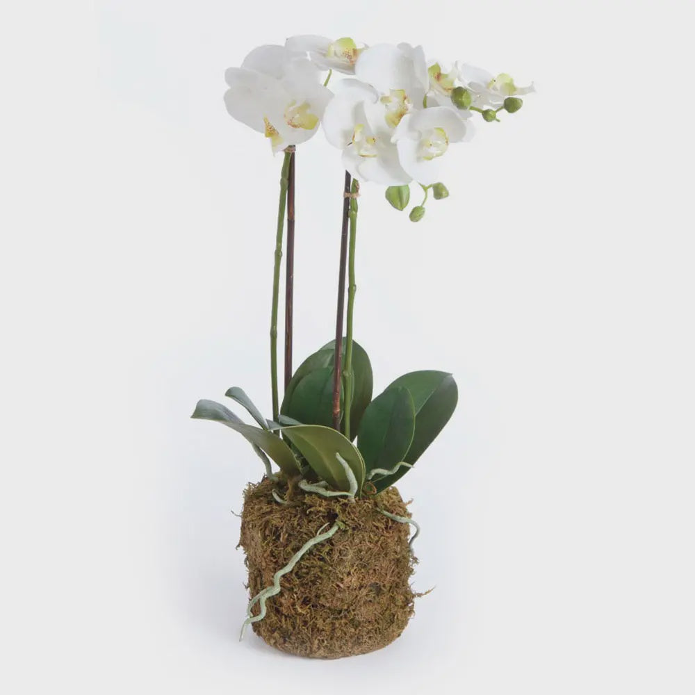 Phalaenopsis Orchid Drop-in 23"