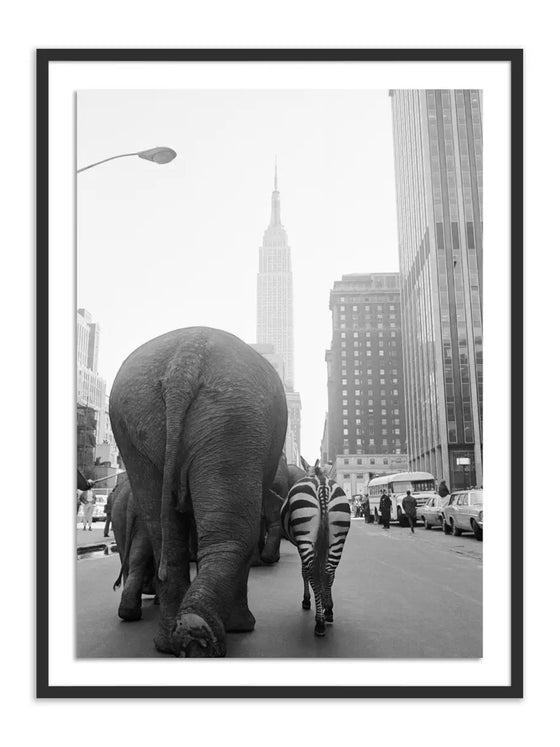Circus Animals