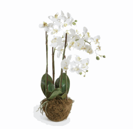 Phalaenopsis Orchid Drop-in 30", White