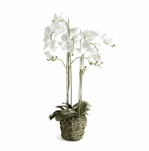 Phalaenopsis Orchid Drop-in 44", White