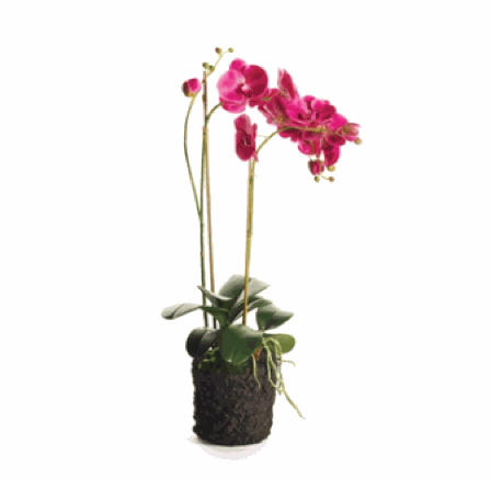 Phalaenopsis x 2 Drop 29"